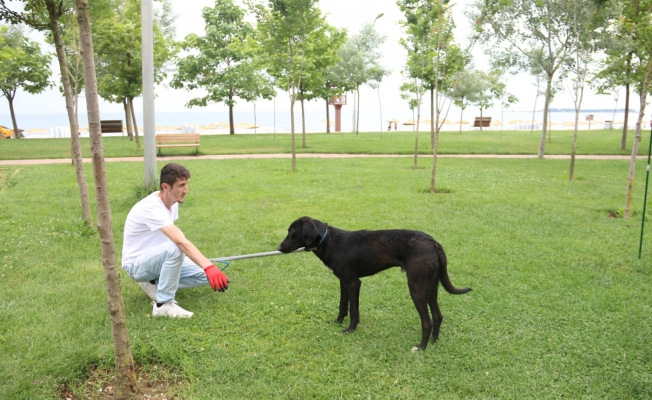 Tatil beldelerindeki sokak köpekleri sağlık kontrolünden geçti