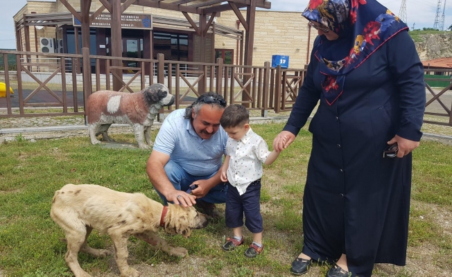 11 bin 150 minik dost sağlığına kavuştu