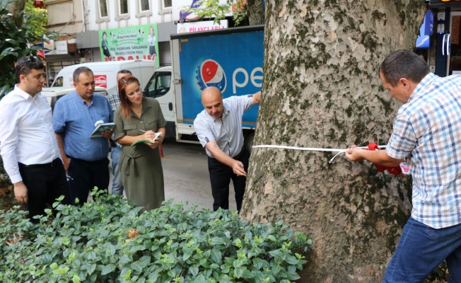 Asırlık ağaçların röntgeni çekilecek!