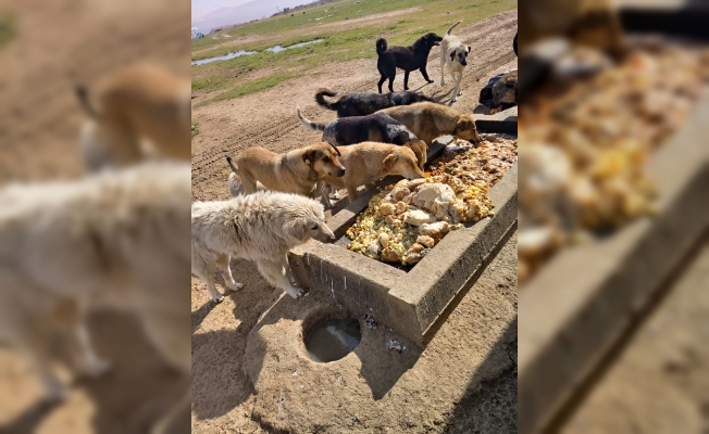 Gebze'de Sokak hayvanların gıda ve su takviyesi