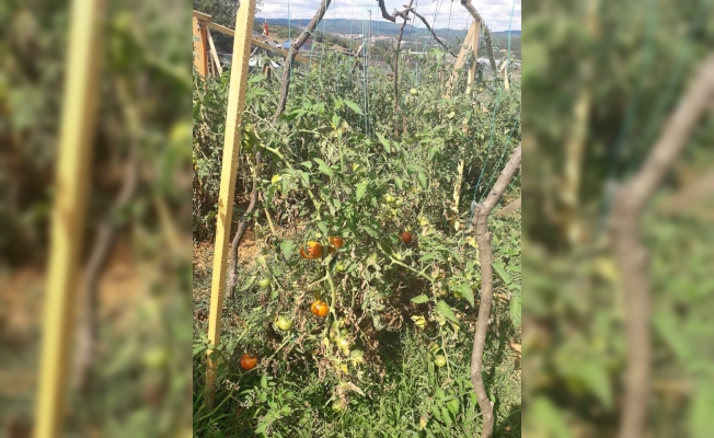 Bölgemizde bazı yerlerde domatesler aniden kurudu!