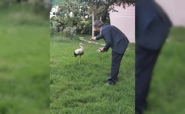 Sürüden Ayrılan Leyleğe, Başkan Sahip Çıktı