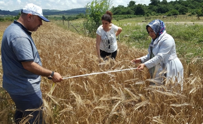 Çiftçilere tohum desteği talep kabulü başladı