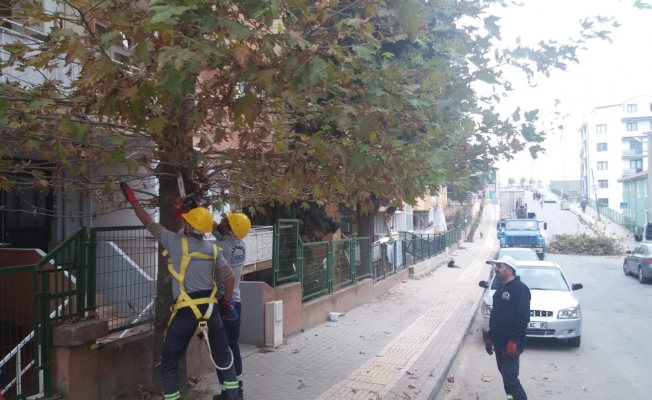 Gebze'de ağaçların bakımları yapıldı