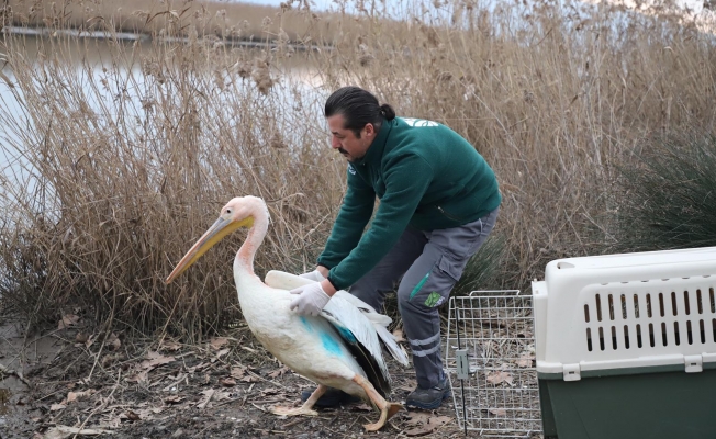 Ak Pelikan tedavi edildi, doğal ortamına salındı!