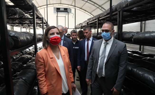 İzmit Belediyesi, istiridye mantarı için gıda paketleme ruhsatını aldı