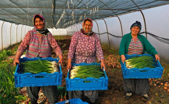 Büyükşehir'den yüzde 50 hibeli sera desteği