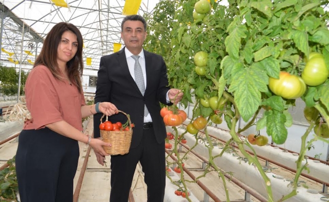 Darıca'da topraksız tarım metodu uygulanabilirliğini kanıtladı