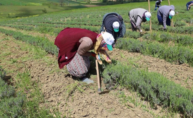 Tıbbi ve aromatik bitkilerin bahar temizliği yapılıyor