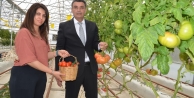 Darıca’da topraksız tarım metodu uygulanabilirliğini kanıtladı