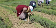 Tıbbi ve aromatik bitkilerin bahar temizliği yapılıyor