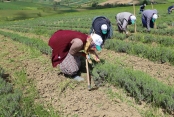Tıbbi ve aromatik bitkilerin bahar temizliği yapılıyor